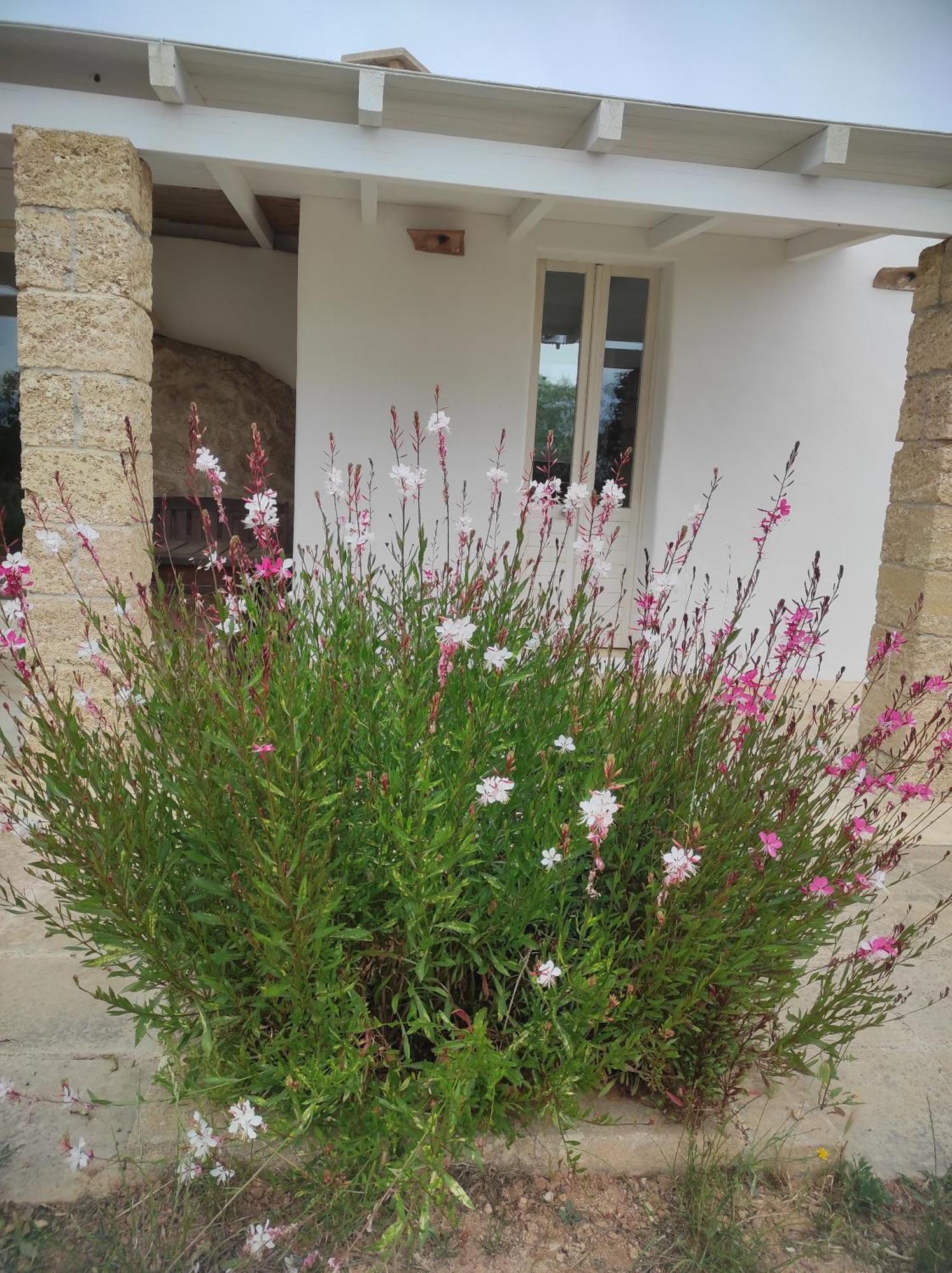 Apartamento Trullo Contrada Specchi Racale Exterior foto