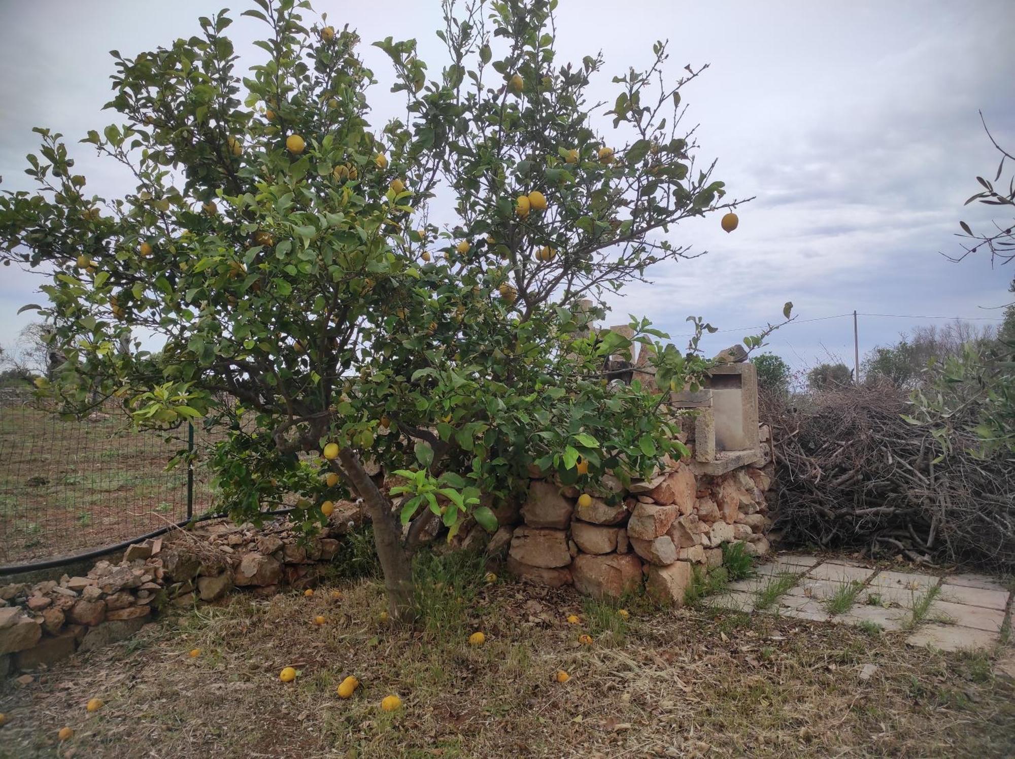 Apartamento Trullo Contrada Specchi Racale Exterior foto